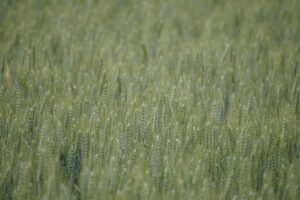 田舎での転職に成功するためのポイントは？