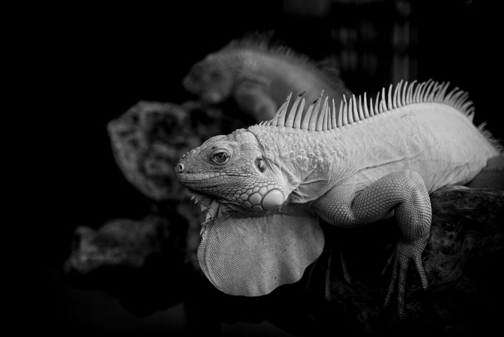 エージェントを利用する際のハローワークの活用法は？