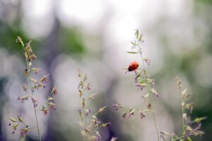 転職エージェントを併用するメリットは何ですか？